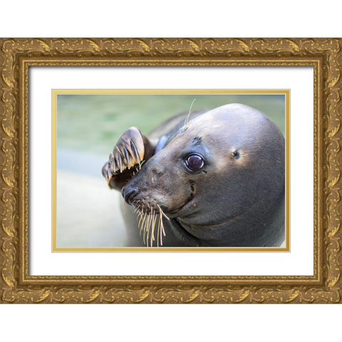 Gray Seal Gold Ornate Wood Framed Art Print with Double Matting by Mallon, Connor