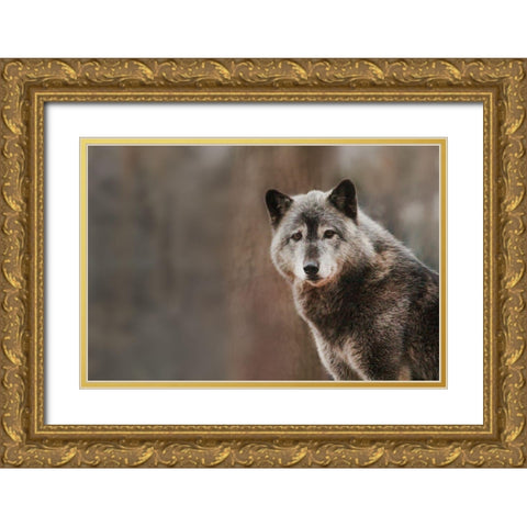 Gray Wolf Gold Ornate Wood Framed Art Print with Double Matting by Steff, Brittany
