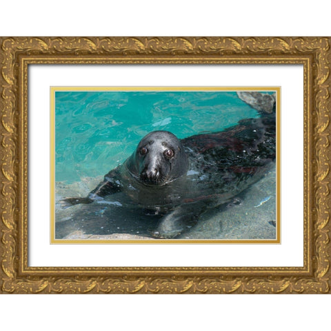 Gray Seal Gold Ornate Wood Framed Art Print with Double Matting by Wood, Abby