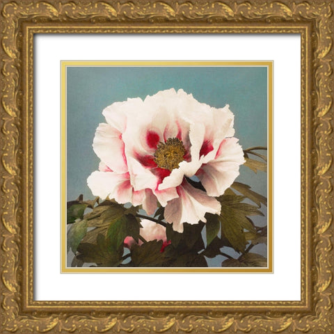 Tree Peony II Gold Ornate Wood Framed Art Print with Double Matting by Kazumasa, Ogawa