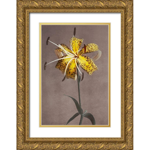 Lily XI Gold Ornate Wood Framed Art Print with Double Matting by Kazumasa, Ogawa