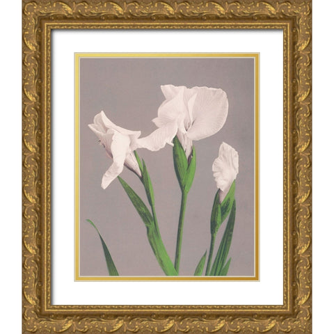 White Irises Gold Ornate Wood Framed Art Print with Double Matting by Kazumasa, Ogawa