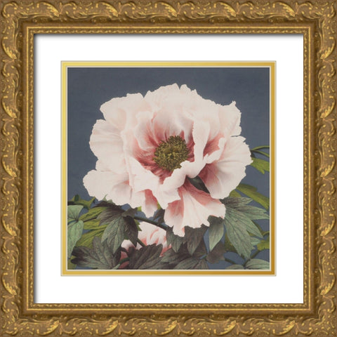 Pink Flower Gold Ornate Wood Framed Art Print with Double Matting by Kazumasa, Ogawa