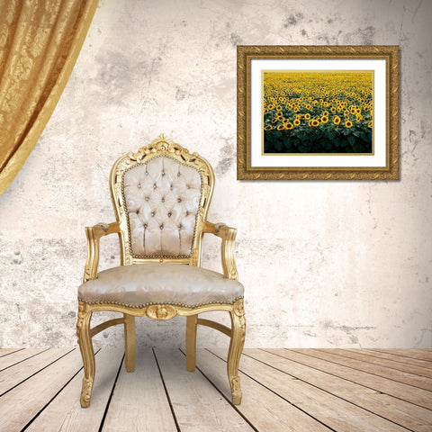 Sunflowers in a Wisconsin Field Gold Ornate Wood Framed Art Print with Double Matting by Highsmith, Carol