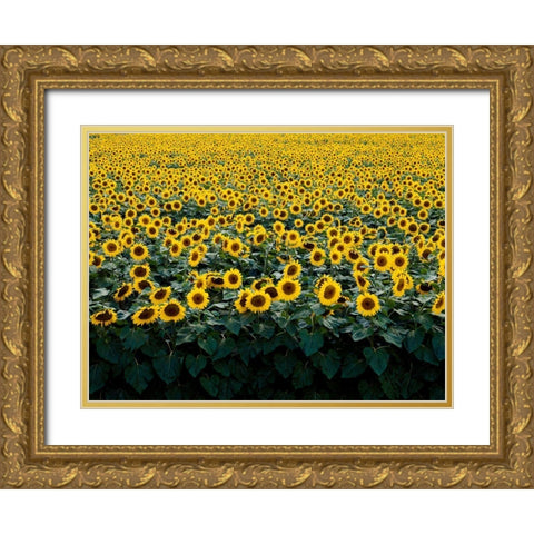 Sunflowers in a Wisconsin Field Gold Ornate Wood Framed Art Print with Double Matting by Highsmith, Carol