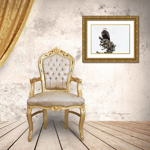 A Young Bald Eagle-Yellowstone National Park-Wyoming Gold Ornate Wood Framed Art Print with Double Matting by Highsmith, Carol