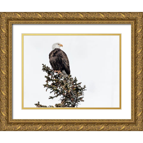 A Young Bald Eagle-Yellowstone National Park-Wyoming Gold Ornate Wood Framed Art Print with Double Matting by Highsmith, Carol