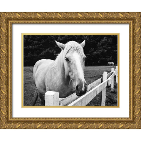 Horse in Orick-California Gold Ornate Wood Framed Art Print with Double Matting by Highsmith, Carol