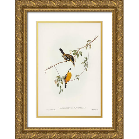 Yellow-breasted Flycatcher-Machaerirhynchus flaviventer Gold Ornate Wood Framed Art Print with Double Matting by Gould, John
