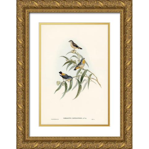 Yellow-rumped Pardalote-Pardalotus xanthopygius Gold Ornate Wood Framed Art Print with Double Matting by Gould, John