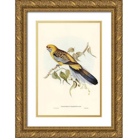 Yellow-rumped Parakeet-Platycercus flaveolus Gold Ornate Wood Framed Art Print with Double Matting by Gould, John