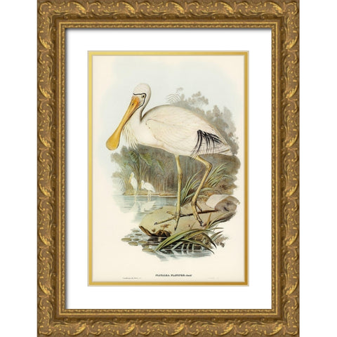 Yellow-legged Spoonbill-Platalea flavipes Gold Ornate Wood Framed Art Print with Double Matting by Gould, John