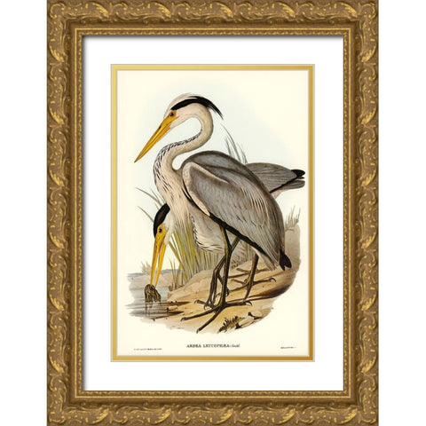 Great Grey Heron-Ardea leucophaea Gold Ornate Wood Framed Art Print with Double Matting by Gould, John