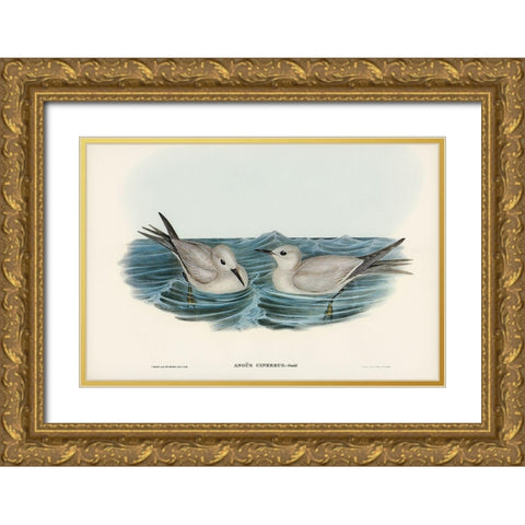 Grey Noddy-Anous cinereus Gold Ornate Wood Framed Art Print with Double Matting by Gould, John