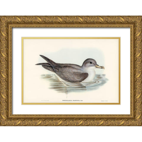 Great Grey Petrel-Procellaria hasitata Gold Ornate Wood Framed Art Print with Double Matting by Gould, John
