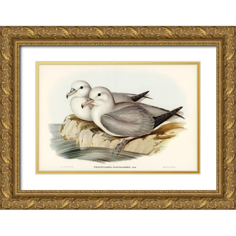 Silvery Grey Petrel-Procellaria Glacialoides Gold Ornate Wood Framed Art Print with Double Matting by Gould, John