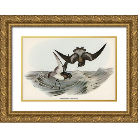 Grey-backed Storm Petrel-Thalassidroma Nereis Gold Ornate Wood Framed Art Print with Double Matting by Gould, John