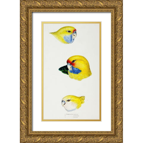 Yellow Rosella-Yellow-bellied Parrakeet and Pale-headed Rosella Gold Ornate Wood Framed Art Print with Double Matting by Gould, John