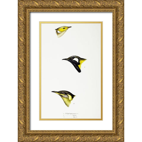 White-plumed Honeyeater-White-eared Honeyeater and Yellow-eared Honeyeater Gold Ornate Wood Framed Art Print with Double Matting by Gould, John