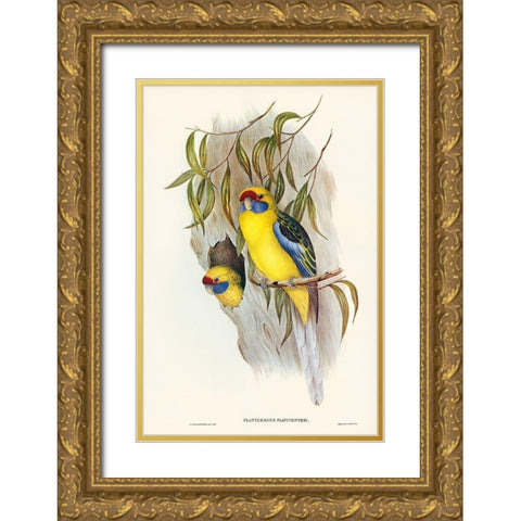 Yellow-bellied Parakeet-Platycercus flaviventris Gold Ornate Wood Framed Art Print with Double Matting by Gould, John