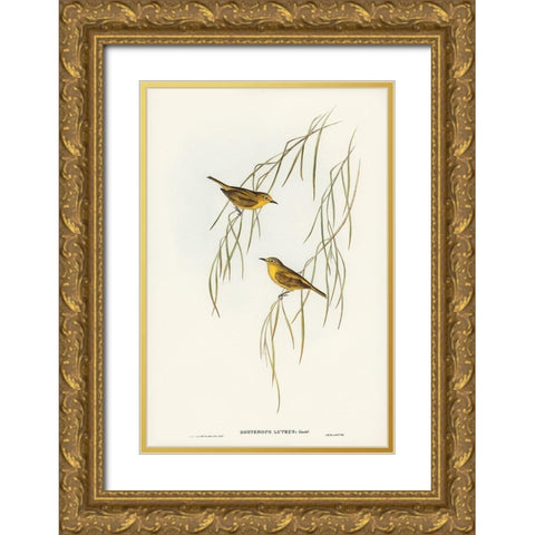Yellow Zosterops-Zosterops lutcus Gold Ornate Wood Framed Art Print with Double Matting by Gould, John