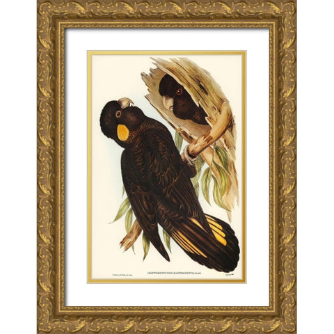Yellow-eared Black Cockatoo-Calyptorhynchus xanthonotus Gold Ornate Wood Framed Art Print with Double Matting by Gould, John