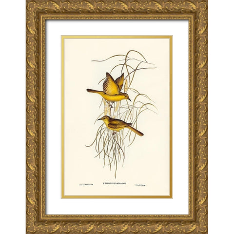 Yellow Honey-eater-Ptilotis flava Gold Ornate Wood Framed Art Print with Double Matting by Gould, John