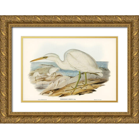 White Reef Heron-Herodias Greyi Gold Ornate Wood Framed Art Print with Double Matting by Gould, John