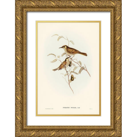 Yellow-spotted Honey-eater-Ptilotis notata Gold Ornate Wood Framed Art Print with Double Matting by Gould, John