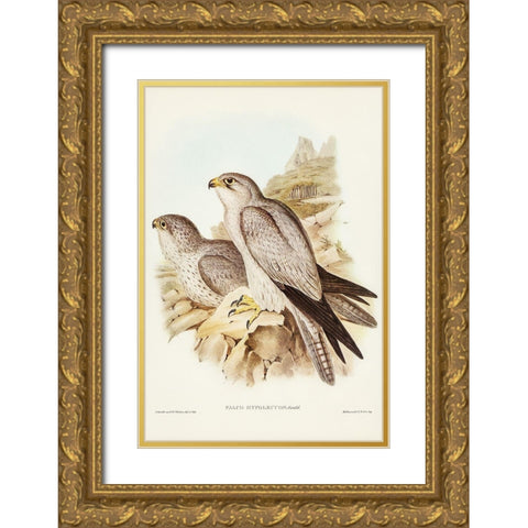 Gray falcon-Falco Hypoleucus Gold Ornate Wood Framed Art Print with Double Matting by Gould, John