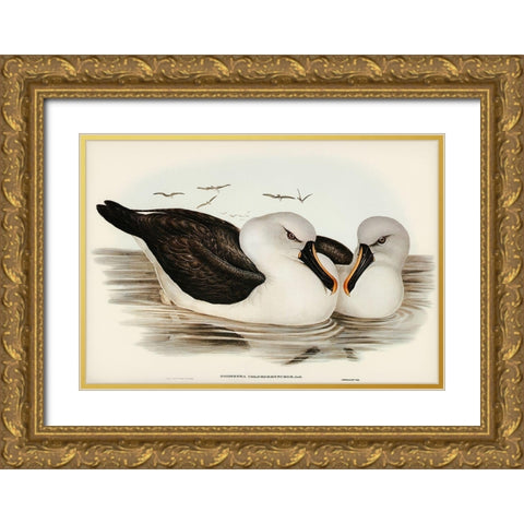 Yellow-billed Albatros-Diomedea chlororhynchos Gold Ornate Wood Framed Art Print with Double Matting by Gould, John