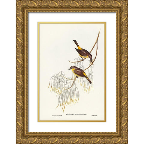 Yellow-breasted Robin-Eopsaltria Australis Gold Ornate Wood Framed Art Print with Double Matting by Gould, John