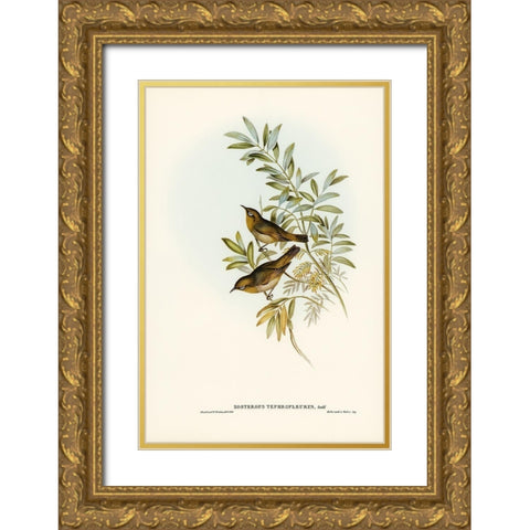 Grey-breasted Zosterops-Zosterops tephropleurus Gold Ornate Wood Framed Art Print with Double Matting by Gould, John
