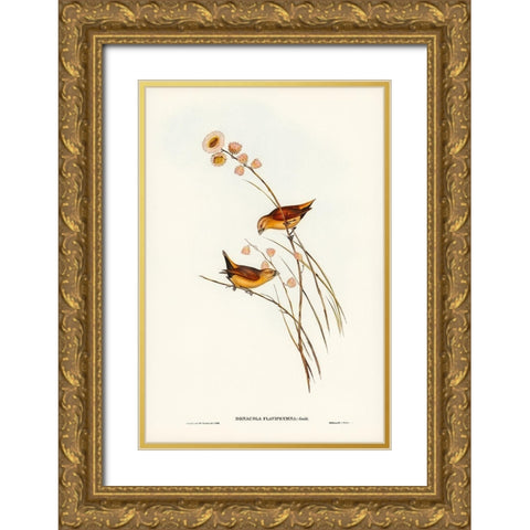 Yellow-rumped Finch-Donacola flaviprymna Gold Ornate Wood Framed Art Print with Double Matting by Gould, John