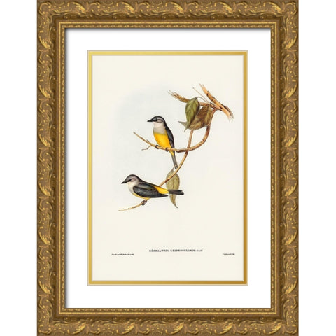 Grey-breasted Robin-Eopsaltria griseogularis Gold Ornate Wood Framed Art Print with Double Matting by Gould, John
