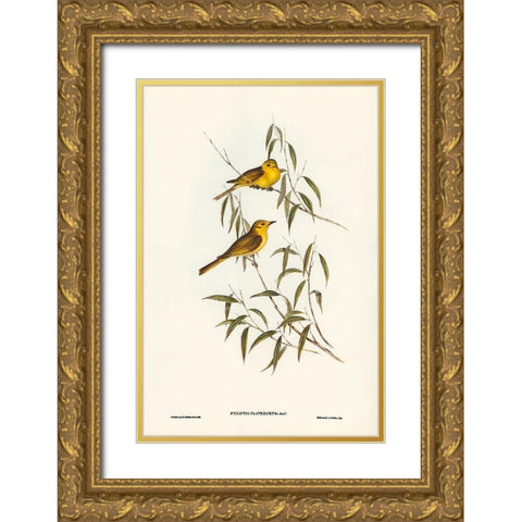 Yellow-tinted Honey-eater-Ptilotis flavescens Gold Ornate Wood Framed Art Print with Double Matting by Gould, John