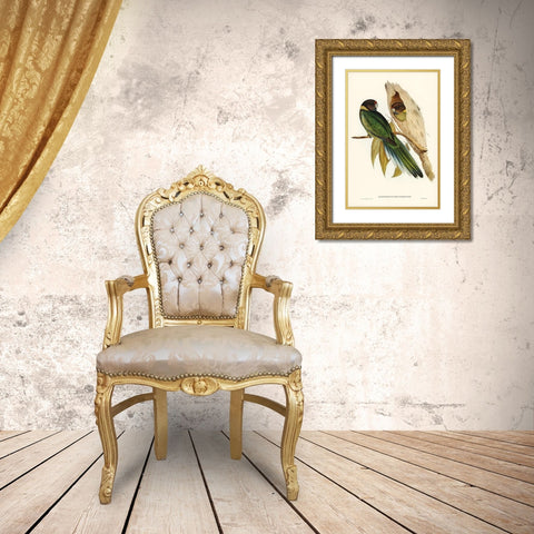 Yellow-collared Parakeet-Platycercus semitorquatus Gold Ornate Wood Framed Art Print with Double Matting by Gould, John