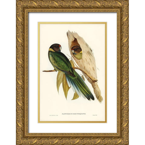 Yellow-collared Parakeet-Platycercus semitorquatus Gold Ornate Wood Framed Art Print with Double Matting by Gould, John