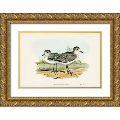 Grey Plover-Squatarola Helvetica Gold Ornate Wood Framed Art Print with Double Matting by Gould, John