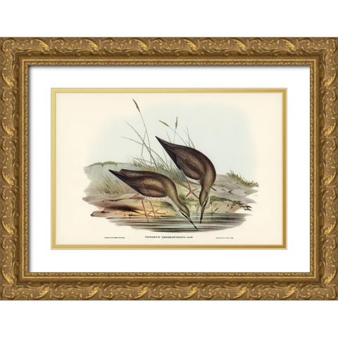 Grey-rumped Sandpaper-Totanus griseopygius Gold Ornate Wood Framed Art Print with Double Matting by Gould, John