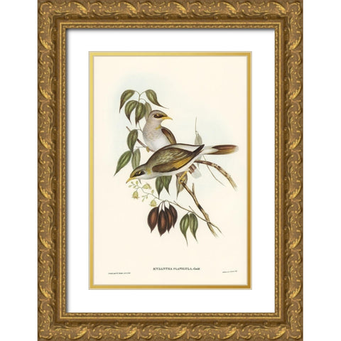 Yellow-throated Miner-Myzantha flavigula Gold Ornate Wood Framed Art Print with Double Matting by Gould, John