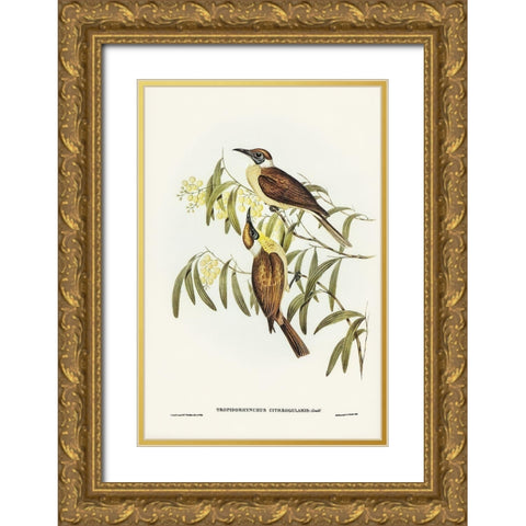 Yellow-throated Friar Bird-Tropidorhynchus citreogularis Gold Ornate Wood Framed Art Print with Double Matting by Gould, John