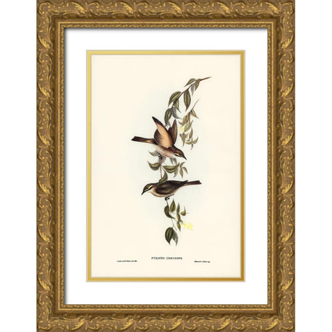 Yellow-faced Honey-eater-Ptilotis chrysops Gold Ornate Wood Framed Art Print with Double Matting by Gould, John