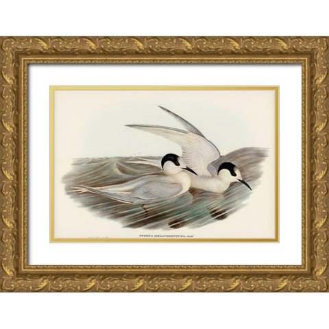 Black-billed Tern-Sterna melanorhyncha Gold Ornate Wood Framed Art Print with Double Matting by Gould, John