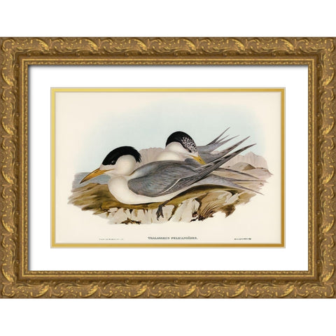 Torres Straits Tern-Thalasseus Pelecanoides Gold Ornate Wood Framed Art Print with Double Matting by Gould, John