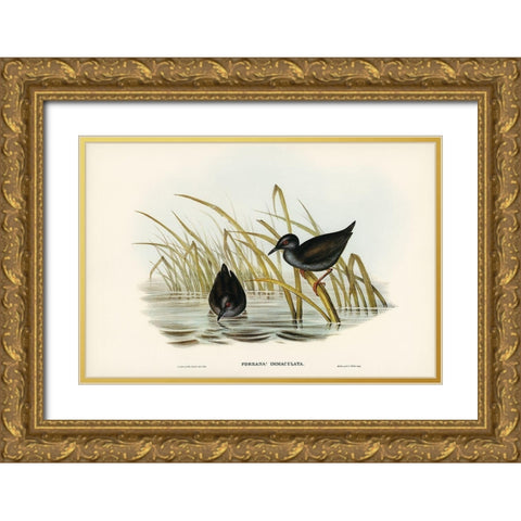 Spotless Gallinule-Porzana immaculata Gold Ornate Wood Framed Art Print with Double Matting by Gould, John