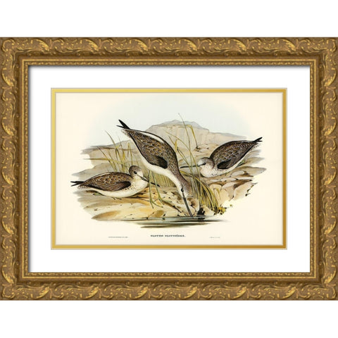 Australian Greenshank-Glottis Glottoides Gold Ornate Wood Framed Art Print with Double Matting by Gould, John