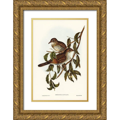 Moutain Thrush-Oreocincla lunulata Gold Ornate Wood Framed Art Print with Double Matting by Gould, John