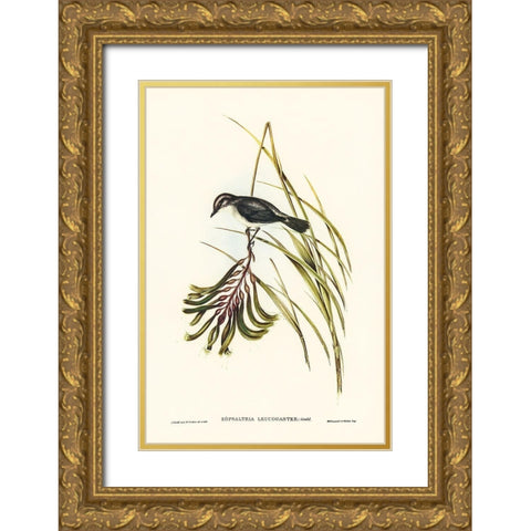 White-bellied Robin Gold Ornate Wood Framed Art Print with Double Matting by Gould, John