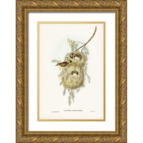 Yellow-rumped Acanthiza-Acanthiza chrysorrhoea Gold Ornate Wood Framed Art Print with Double Matting by Gould, John